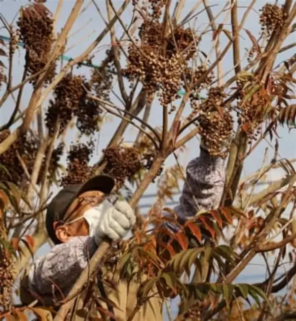 ［長崎県］島原のハゼ用途も鈴なり　収穫ピーク　和ろうそく、口紅などに