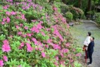 ［佐賀県］ツツジの季節到来　基山町の大興善寺で開園式　4月下旬から見頃　本尊開帳も