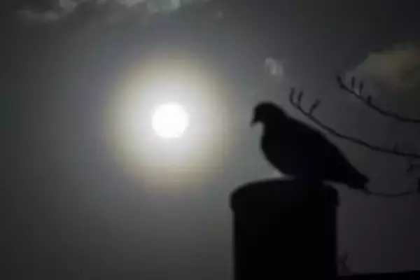 福岡県内でスギ花粉が大量飛散　「花粉光環」現象も観測