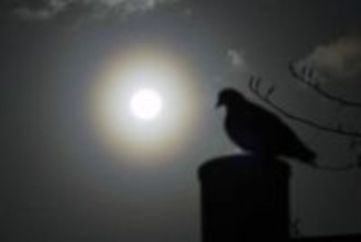 福岡県内でスギ花粉が大量飛散　「花粉光環」現象も観測