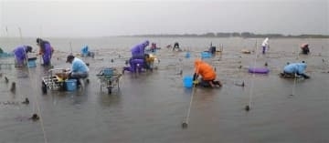 ［熊本県］アサリ回復へ産学官連携　過酷な夏場、稚貝を陸に避難　長洲町で来年から実証実験