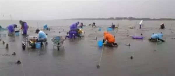 ［熊本県］アサリ回復へ産学官連携　過酷な夏場、稚貝を陸に避難　長洲町で来年から実証実験