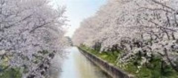 福岡・大牟田市の「桜花中」由来の桜並木が見頃