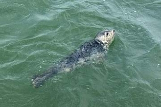 佐賀・有明海にアザラシ出現　「かわいかった」「見たことない」ノリ漁師驚き