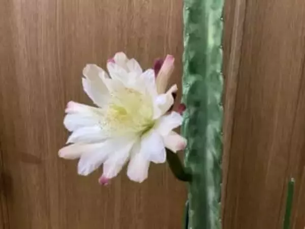 晩秋に20年育てたサボテン咲いた！　長崎・時津町の中村さん方