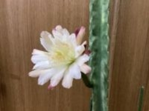 ［長崎県］晩秋にサボテン咲いた！　20年育成　時津町の中村さん方