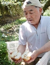 ［熊本県］荒尾ジャンボ梨窮地救え　JA部会、コンビニや物流と連携　猛暑で「焼け」加工品開発へ