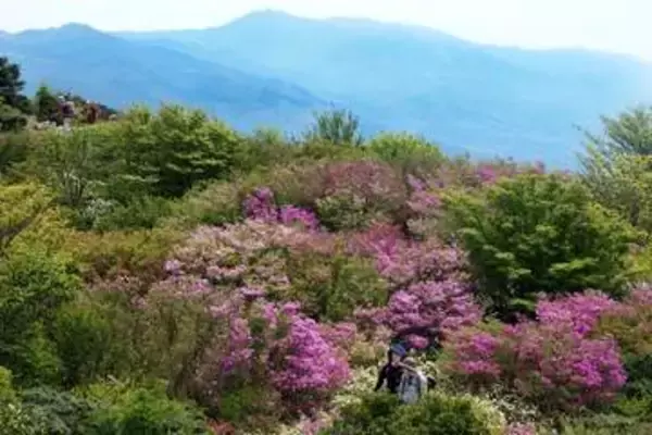福岡、佐賀の県境「花の名峰」井原山　山頂でコバノミツバツツジ見頃