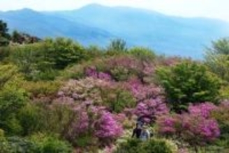 福岡、佐賀の県境「花の名峰」井原山　山頂でコバノミツバツツジ見頃