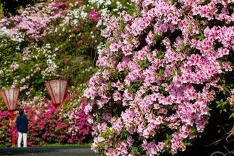 福岡・豊前市でツツジ3000本満開　丘に華やぎ　5月3日に演芸フェスタ