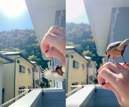 野鳥が19羽が巣立った庭 ⇒ 2年後……そんなことあるの！？〝驚きの光景〟に反響続々「ナウシカなの？」「うんと遠くから…」