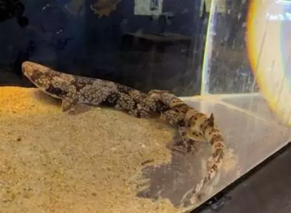 ［長崎県］世界のサメとエイ大集合　九十九島水族館で特別展　「サメ肌」に触れる体験も