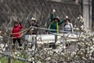 ［熊本県］梨の花楽しみ400人参加　荒尾市で「元気ウォーク」