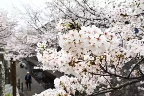 福岡で桜が「満開」でも…開花が遅れ「さくらまつり」は3日間延長