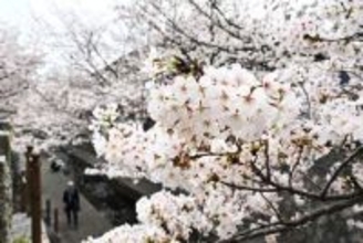 福岡で桜が「満開」でも…開花が遅れ「さくらまつり」は3日間延長