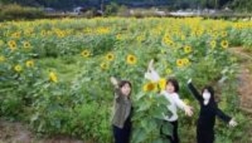 ［大分県］深まる秋　ヒマワリ色づく　日田市小五馬地区　休耕田40アールで見頃