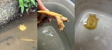 学校帰り、水路で見つけた〝黄色い謎の生き物〟⇒ よく見ると…「天然はレアじゃね！？」など反響続々「実に興味深い」