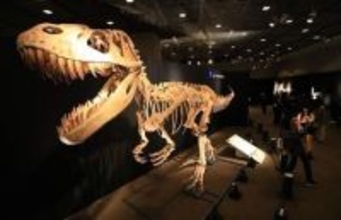 「フクイ」の名を冠した獣脚類の進化【福岡市博物館・大恐竜展㊤】