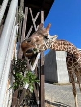 ［長崎県］飼育キリンの餌　「枝葉」提供訴え　動植物園森きらら　佐世保市