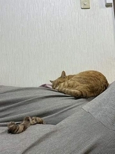 寝ている猫のそばに落ちてた〝まさかのもの〟⇒ 見つけた瞬間に…「ヒッ！！」「悲鳴でちゃう」「これは焦る」など反響続々