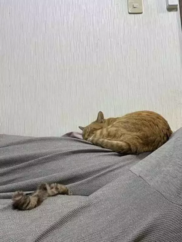 寝ている猫のそばに落ちてた〝まさかのもの〟⇒ 見つけた瞬間に…「ヒッ！！」「悲鳴でちゃう」「これは焦る」など反響続々