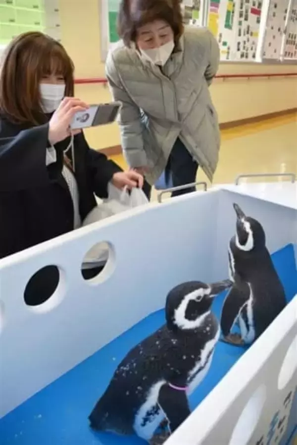 大分県立日田支援学校、文化祭にペンギン登場