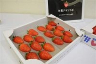 九州電力がイチゴ生産に本格参入　新会社設立、電化ハウスで高付加価値化