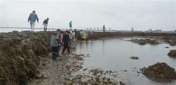 有明海の伝統漁法「スクイ」守れ　料理人たちが体験　長崎・諫早市の高来町で住民と地魚談議