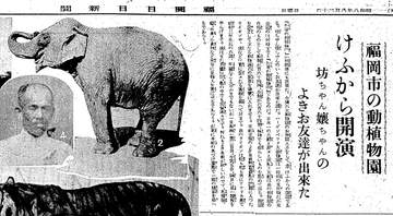 博多の繁華街をゾウが歩いた　戦前も戦後も「フクちゃん」、昭和の福岡の群ゾウ劇