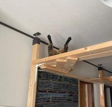 愛猫が消えた ⇒ 部屋中探した結果…天井に現れた姿に爆笑「見事なスケキヨ」「むしろこれは猫神家」