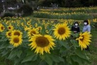 ［佐賀県］晩秋のヒマワリ見頃に　みやき町「山田ひまわり園」