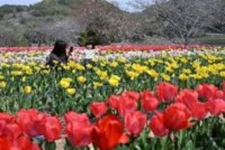 長崎・壱岐市で1万5000本のチューリップ満開