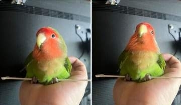 手の上で何してるの？⇒珍しいポーズで握りしめるインコの姿に「おしりで座ってる！」「癒やされる」
