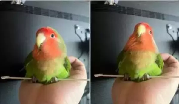 手の上で何してるの？⇒珍しいポーズで握りしめるインコの姿に「おしりで座ってる！」「癒やされる」
