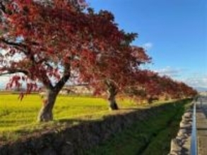 ［福岡県］ハゼ並木住民の誇り　「筑後川遺産」登録記念、魅力伝える特別展　藩財政支えた歴史も紹介　11月29、30日「柳坂曽根の櫨並木」沿い会場