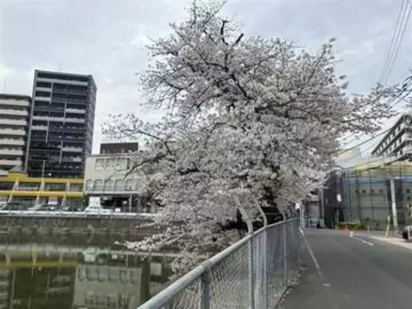 桜消えた福岡・春日市の龍神池埋め立てへ　カメや飛べないカモはどうなる？