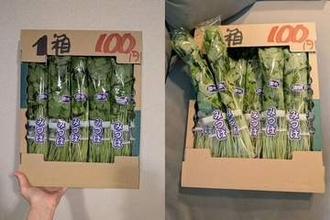 「みつばが5束で100円！安い！」⇒ 帰宅後に箱を開けると……〝まさかの量〟に「食べきれないよ」