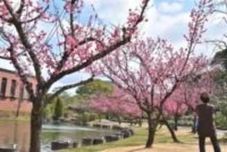 久留米市の石橋文化センターウメ見頃「春の花まつり」