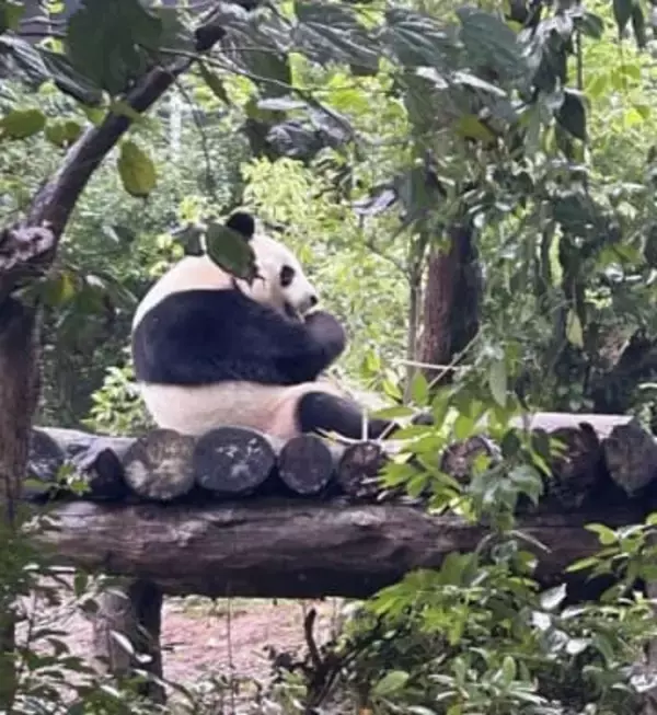 「パンダゼロ」に現実味、中国メディア「貸与停止の可能性」　東京・上野の2頭は来年2月返還期限