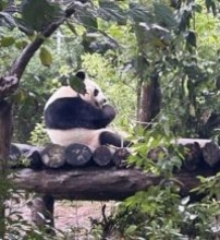 「パンダゼロ」に現実味、中国メディア「貸与停止の可能性」　東京・上野の2頭は来年2月返還期限