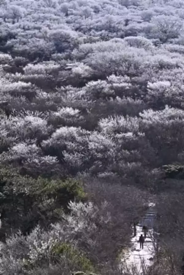 ［大分県］牧ノ戸峠に満開の霧氷　九重町