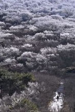 ［大分県］牧ノ戸峠に満開の霧氷　九重町