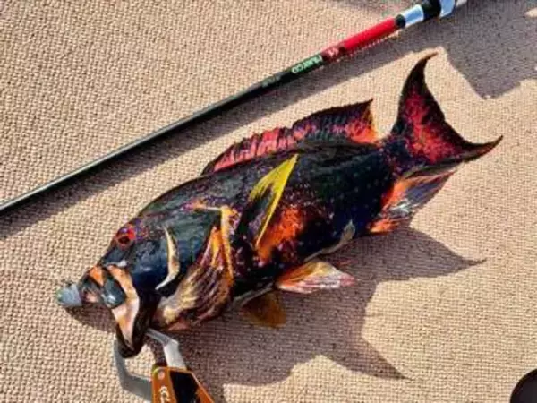 沖縄で釣った〝赤いはずの高級魚〟が真っ黒に…… 釣り人も驚いた1匹に「CGかと思った」「初めて見た」