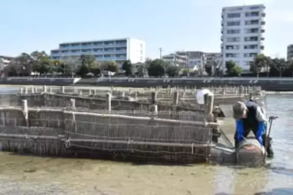 福岡市の室見川のシロウオ漁が再び休漁　資源回復が低調「やむを得ない」