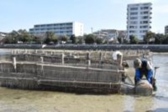 福岡市の室見川のシロウオ漁が再び休漁　資源回復が低調「やむを得ない」