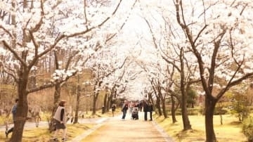 大分・日田市のいいちこ日田蒸留所で28、29日に「春の蔵開き」　　焼酎製造見学や音楽会も