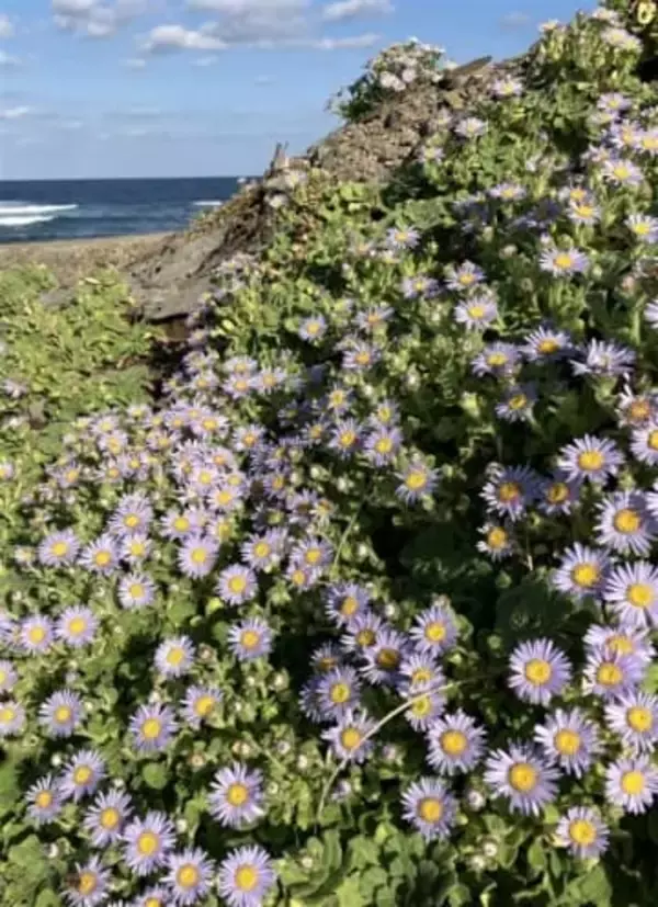 ダルマギク潮風に揺れ　長崎・壱岐の海沿いで見頃