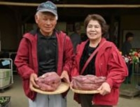大きすぎ！？4キロサツマイモ　福岡・筑前町の「みなみの里」で展示