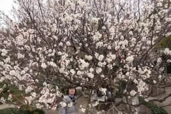 ［熊本県］「友情の梅」見頃迎える　荒尾・宮崎兄弟の生家