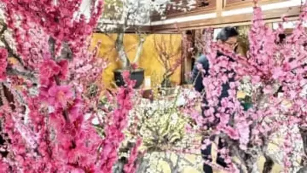 福岡・みやま市で「座敷梅」満開